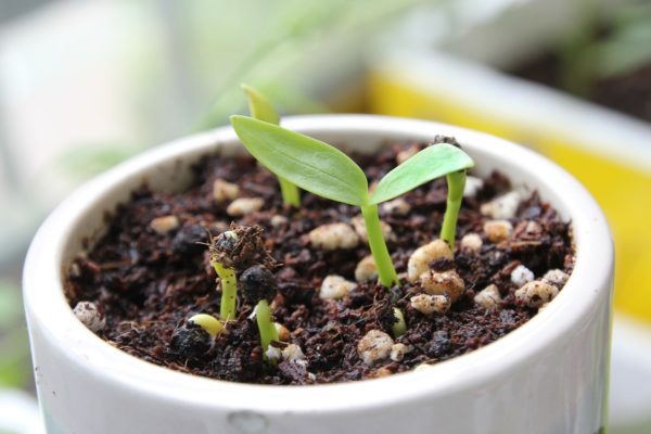 植物の芽　sprout