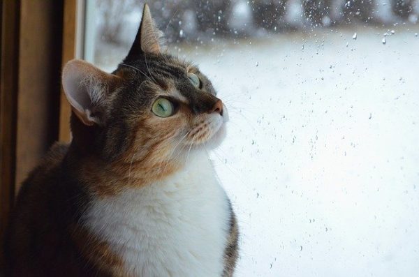 cat in the rain