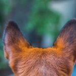 dog's ears