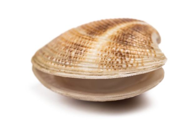 open clam